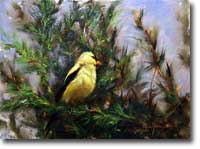 Amer-Goldfinch