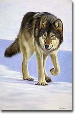 Wolf In Snow - Grey Wolf